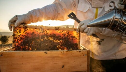 どっちが美味しいハチミツ？国産と海外産の違いとは？